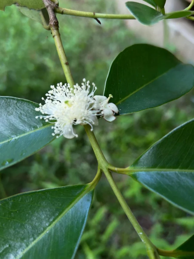 鉢植えのストロベリーグァバの花に今朝気づきました。
低い位置に咲いてて廊下に座らなければ蕾ばかりに気を取られてウッカリ見過ごすとこだった。
庭のヤマユリも見事に咲いて朝から嬉しい。
保護猫チーちゃんは朝の涼しい時間は薪棚でゴロゴロ寝たます。
もう少ししたら義兄が持ってきた松の盆栽が気持ちが良いのかよくそこでお昼寝をしてるのよ。
朝夕は良い風が入ってくれるけど今の時間はエアコンが大活躍です。
今日も良い一日を過ごしてね。

#ブラジル料理のお店🇧🇷
#トゥッカーノ
#フェジョアーダ
#シュハスコ（牛肉、魚）
#タラのコロッケ
#塩味の唐揚げ
#BIGハンバーガー
#普通サイズのハンバーガー
#成田スガコーヒー
#ガラナジュース
#グァバジュース
#パイナップルジュース
#癒しと気づきの数秘&カラー