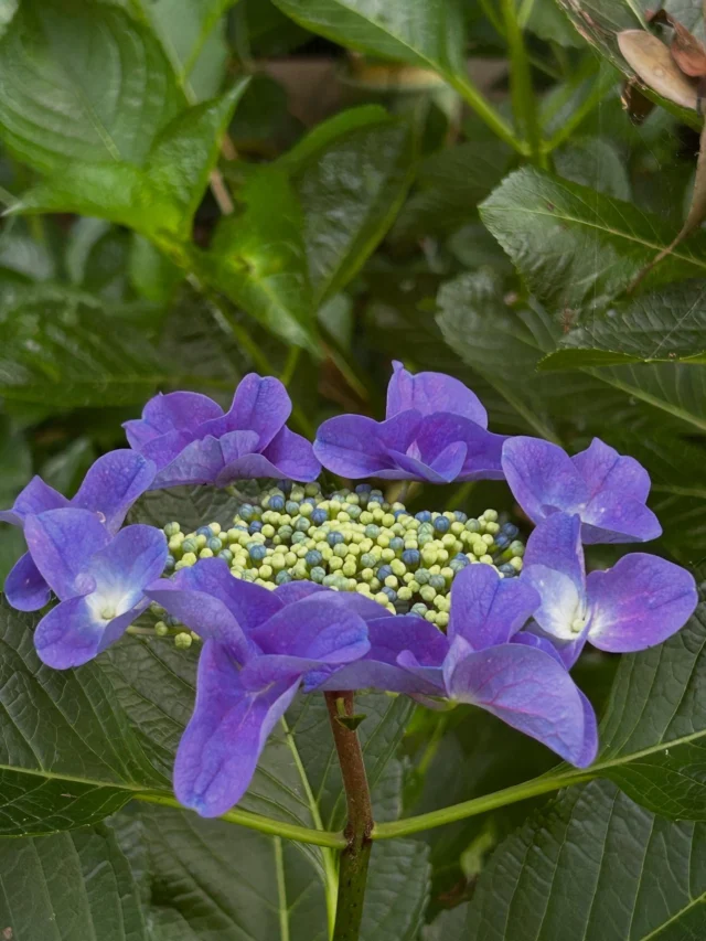 お隣との境に植えてある紫陽花たち。
お花好きな93歳のおばあちゃんはこちらにはみ出てるのが気になってお花が終わったら切りますね！と以前は言われてたけど私も楽しく見させてもらってるから切らないほしいと伝えたら今はそのままの状態で毎年楽しませてもらってます。

本日の日替わりランチは野菜たっぷりのカレーにマグロのカツのっけです。

今日も暑いので身体に気をつけてね。

#ブラジル料理のお店🇧🇷
#月、火曜日は日替わりランチが有ります
#野菜カレー&マグロカツ
#11時30分から13時30分
